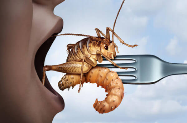 Tax Funded Research Britons Could Live Off Bug Meat By 2030 Because Net Zero Paine TV