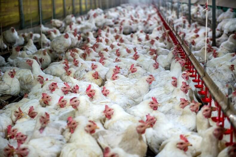 BIRD FLU TOLL LEAPS TO 2.8 MILLION CHICKENS AND TURKEYS Paine.TV