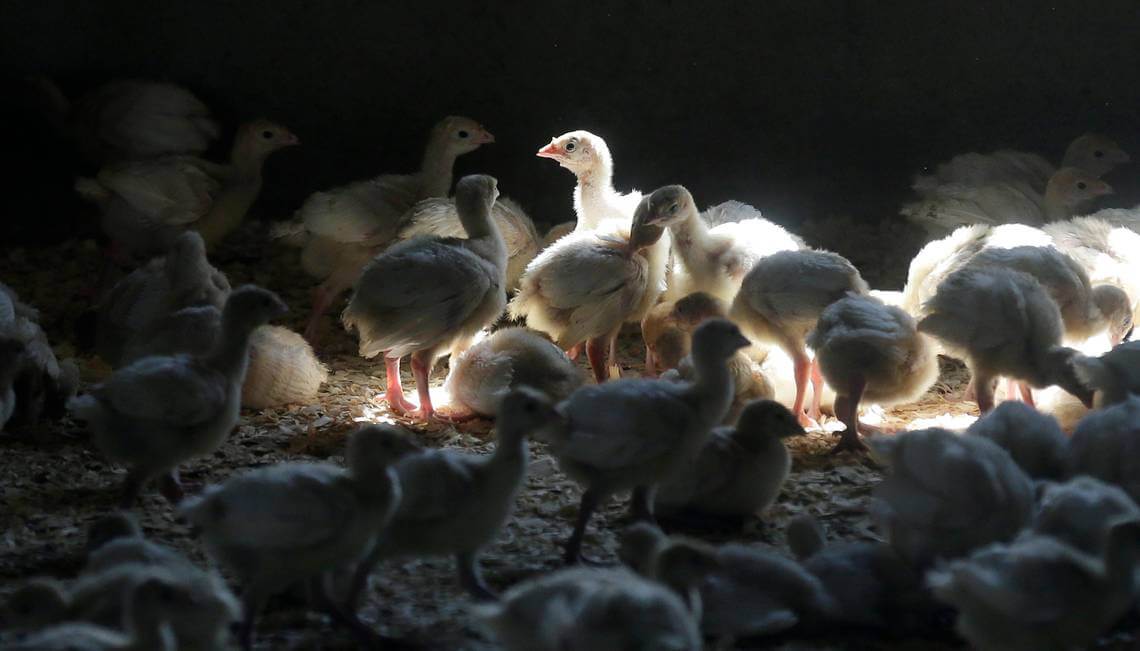 Highly Pathogenic Avian Flu Detected In Five More US States - Paine.TV