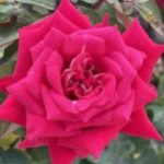 Profile photo of John.Smith